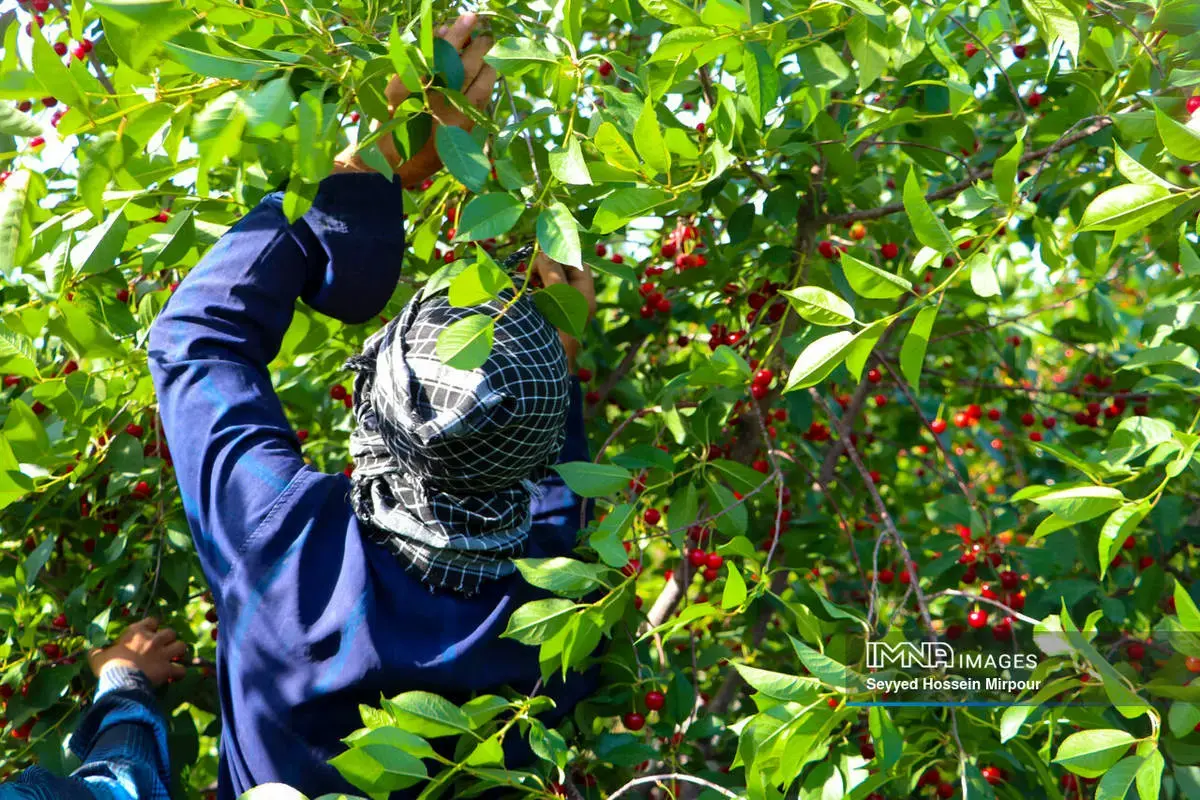  برداشت گیلاس و آلبالو از باغات مشهد 