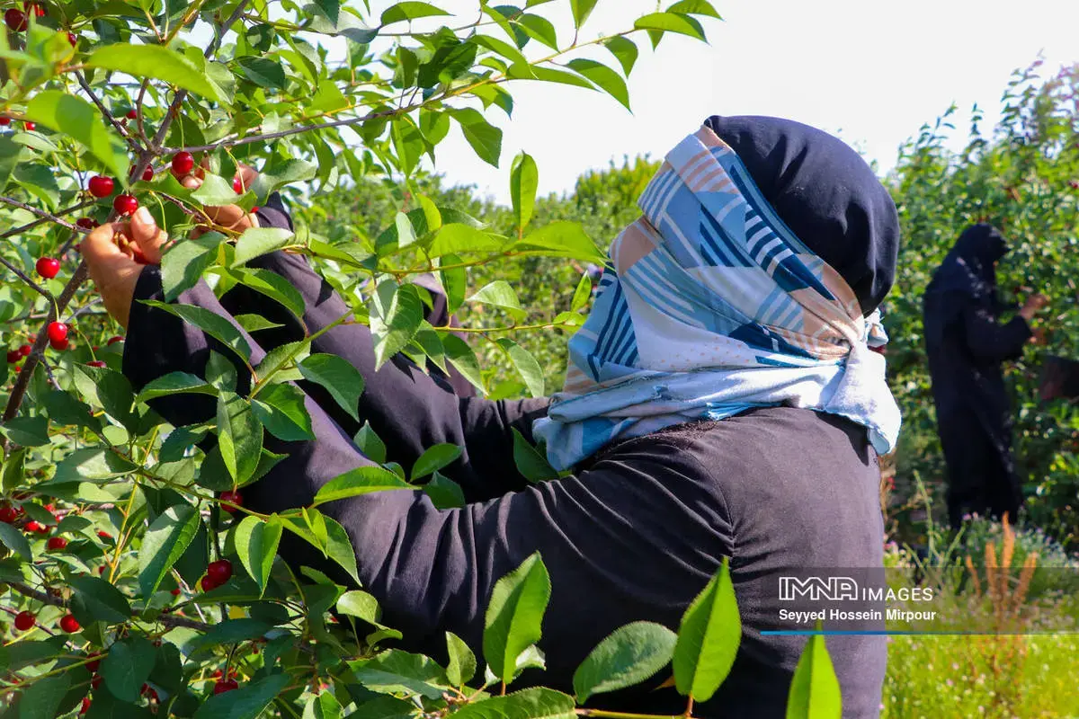  برداشت گیلاس و آلبالو از باغات مشهد 