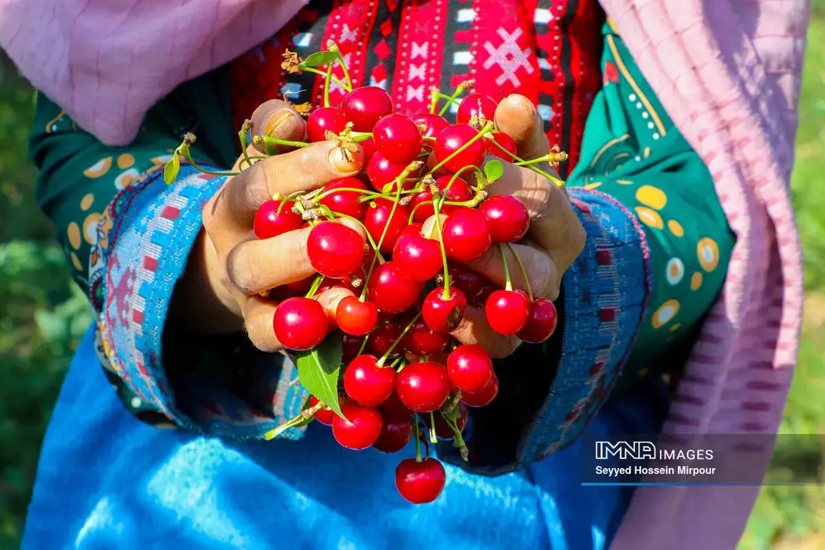  برداشت گیلاس و آلبالو از باغات مشهد 