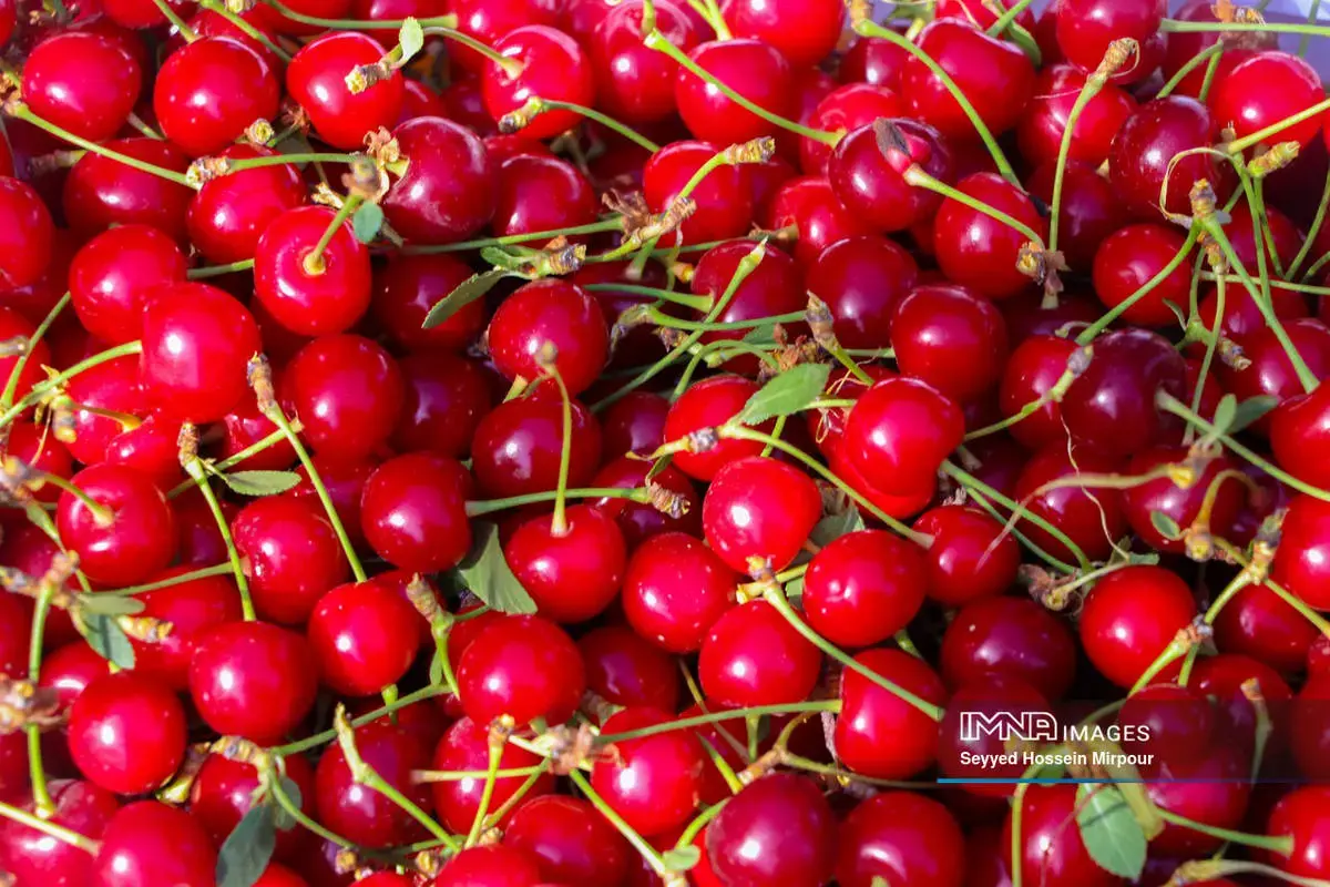  برداشت گیلاس و آلبالو از باغات مشهد 