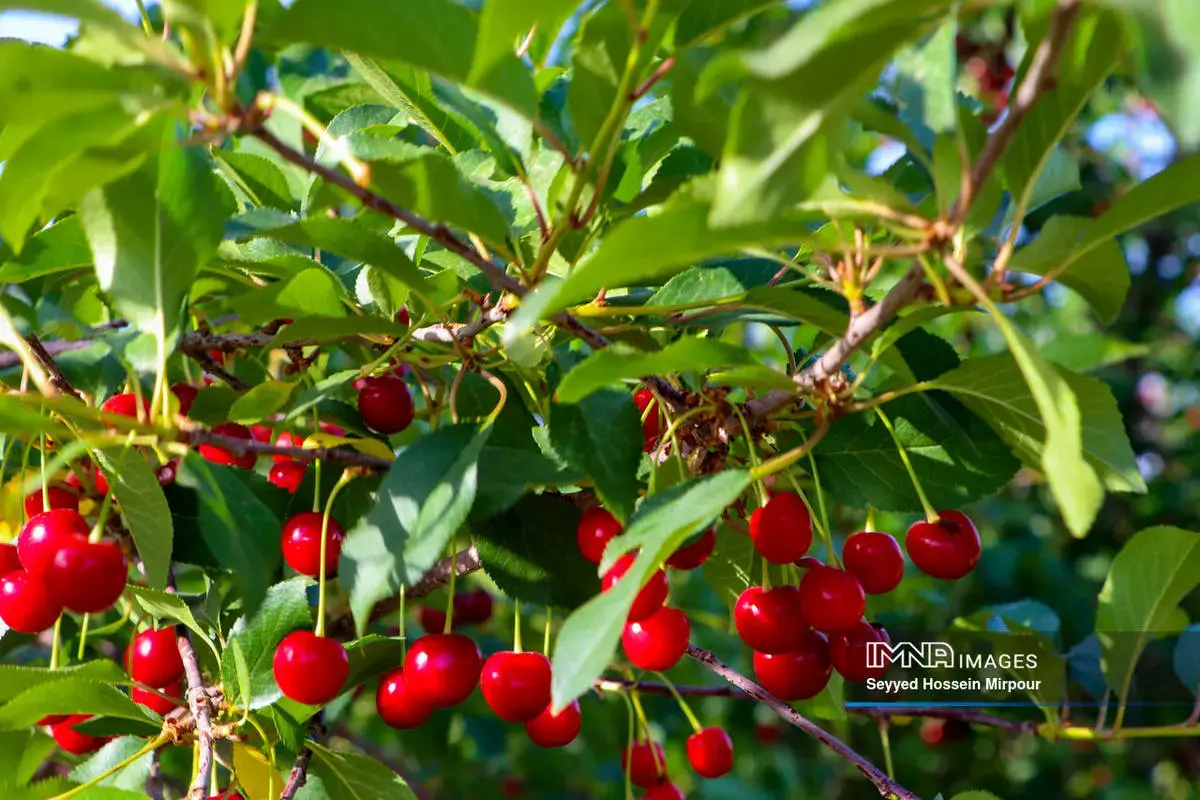  برداشت گیلاس و آلبالو از باغات مشهد 
