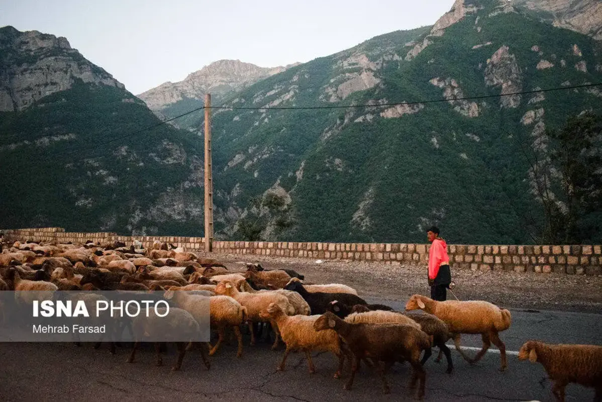 جاده چالوس در تسخیر گوسفندان 