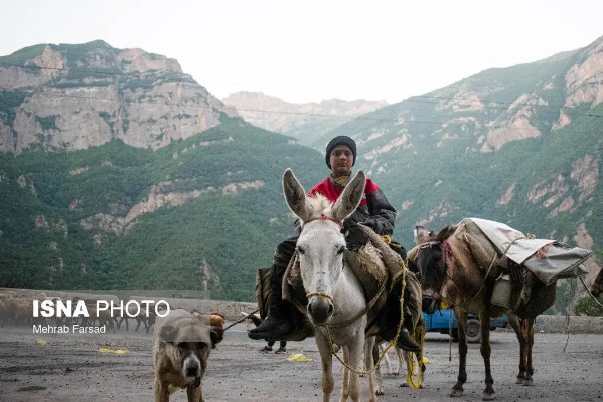جاده چالوس در تسخیر گوسفندان 