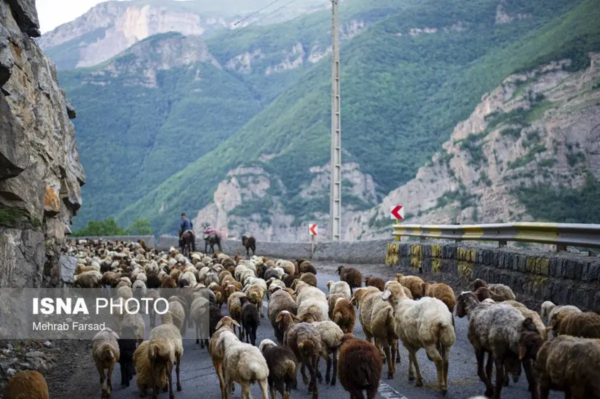 جاده چالوس در تسخیر گوسفندان 