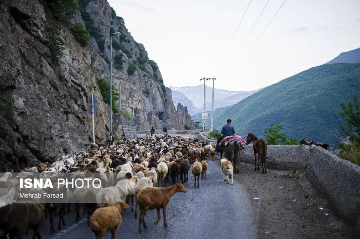 جاده چالوس در تسخیر گوسفندان 