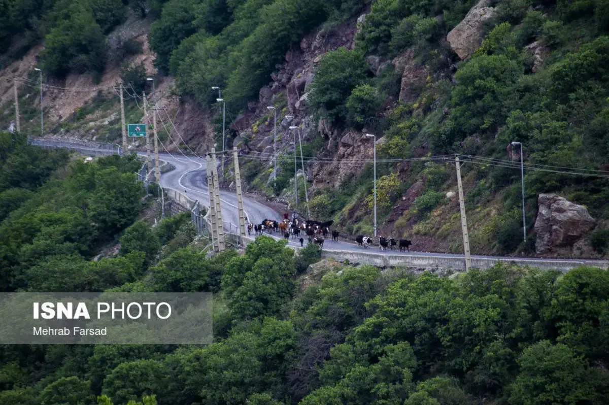 جاده چالوس در تسخیر گوسفندان 