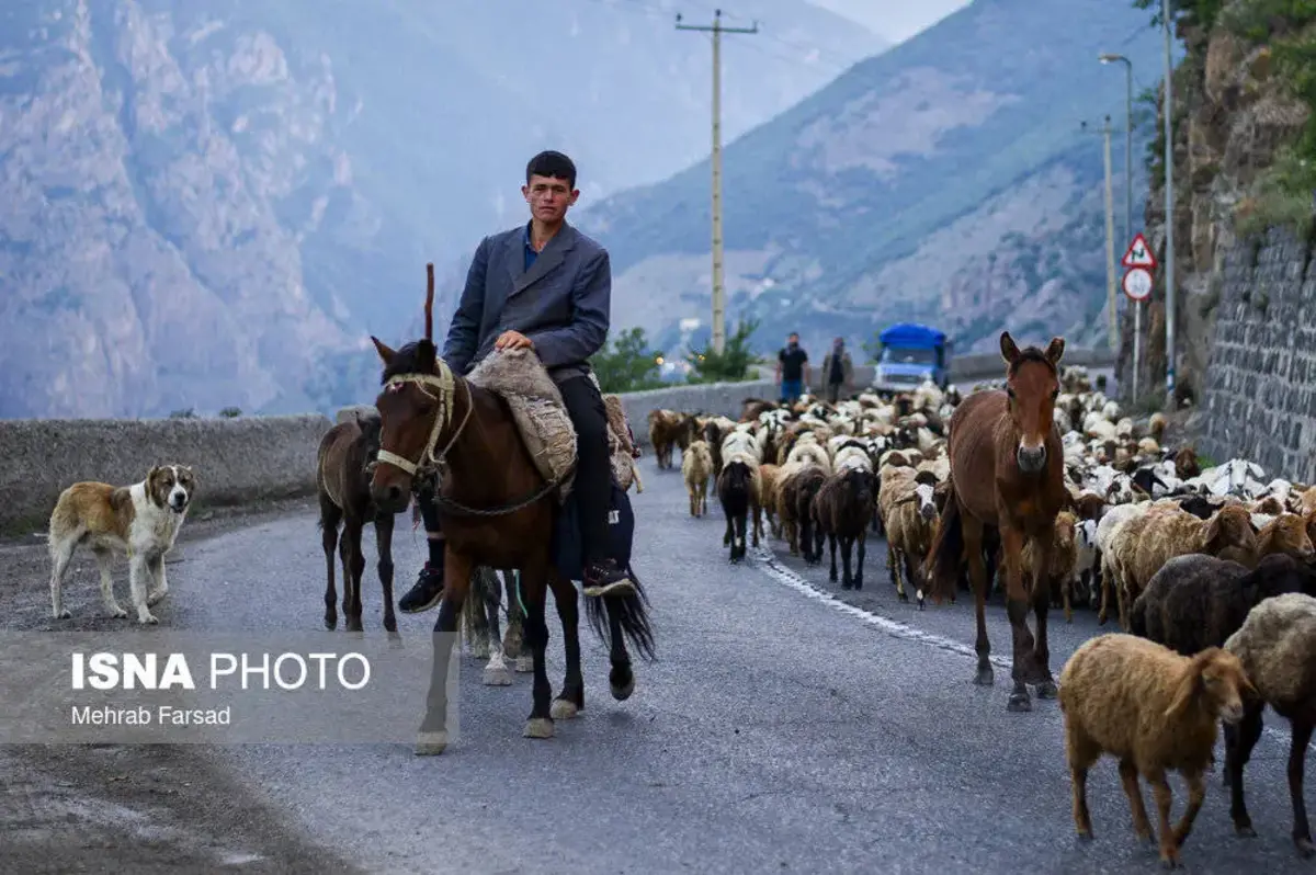 جاده چالوس در تسخیر گوسفندان 