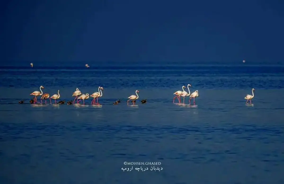 بازگشت دوباره فلامینگو‌ها به دریاچه ارومیه
