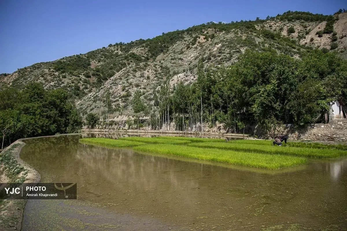 شروع نشاکاری برنج در ارتفاعات مازندران