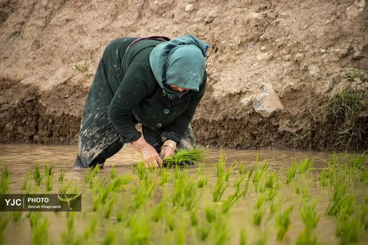 شروع نشاکاری برنج در ارتفاعات مازندران