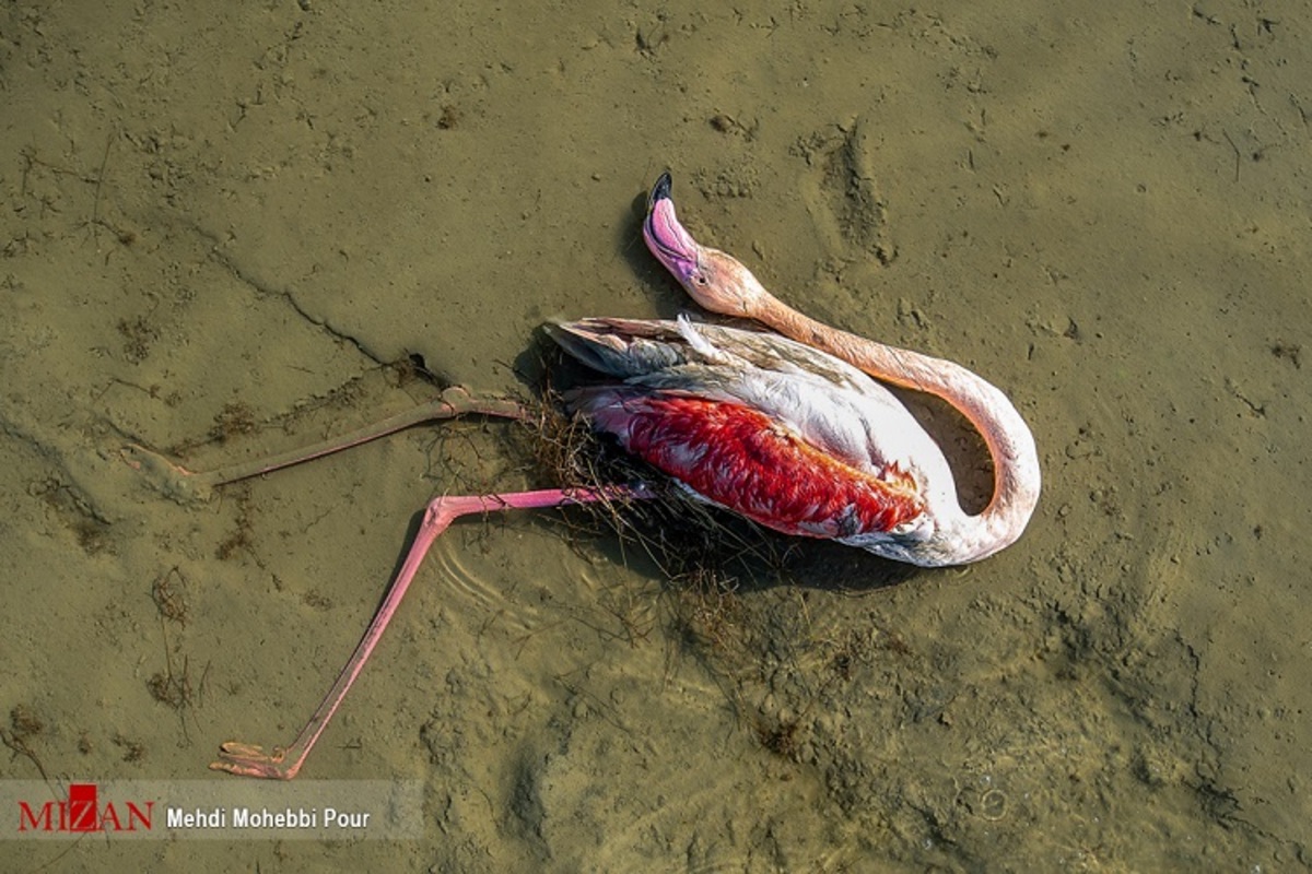 مرگ مشکوک پرندگان در تالاب میانکاله