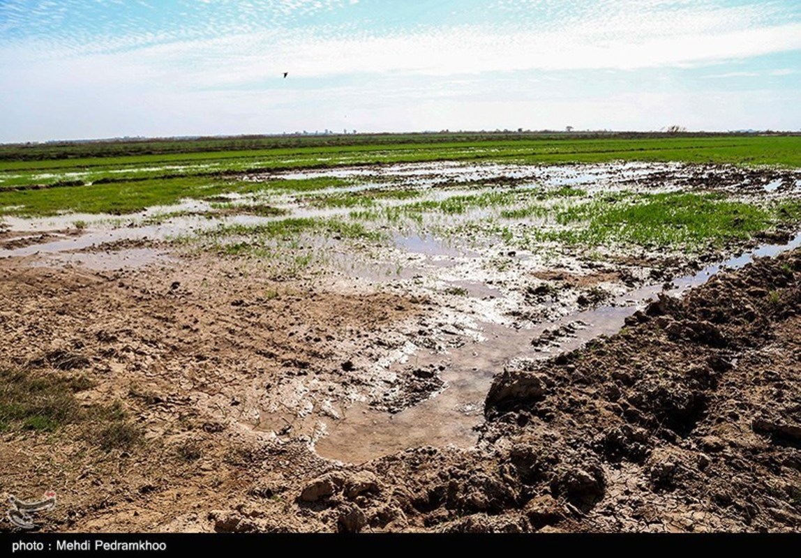 آسیب‌های محیط زیستی میدان نفتی آب تیمور در خوزستان 