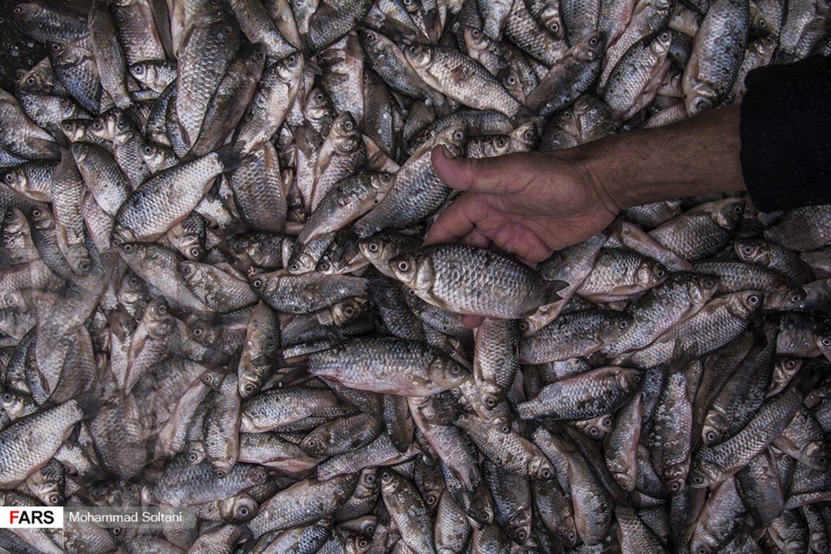 صید ماهی در دریای خزر