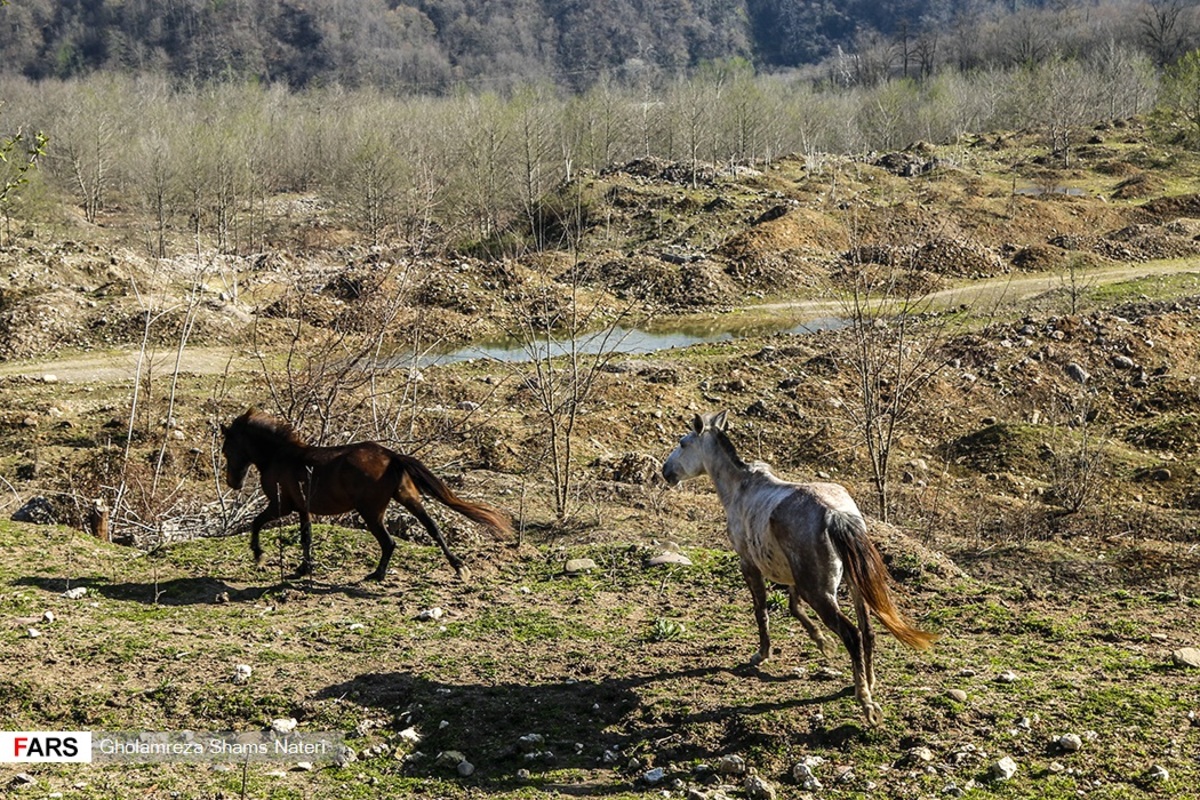 جنگل مازندران در آستانه فصل بهار