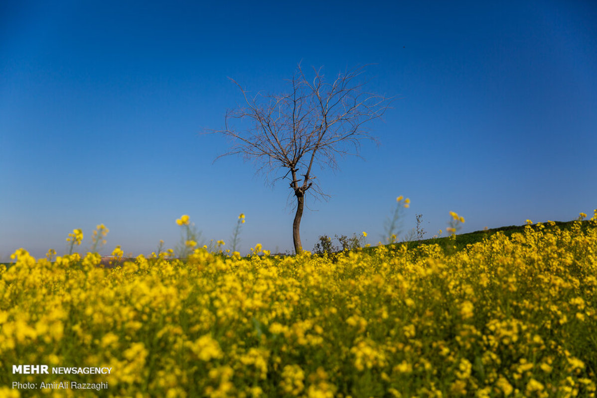 رسید مژده که آمد بهار و سبزه دمید