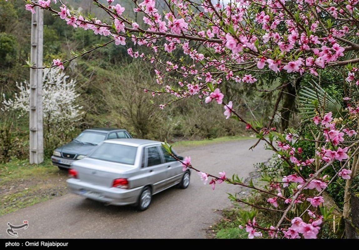 شکوفه های بهاری در گیلان 