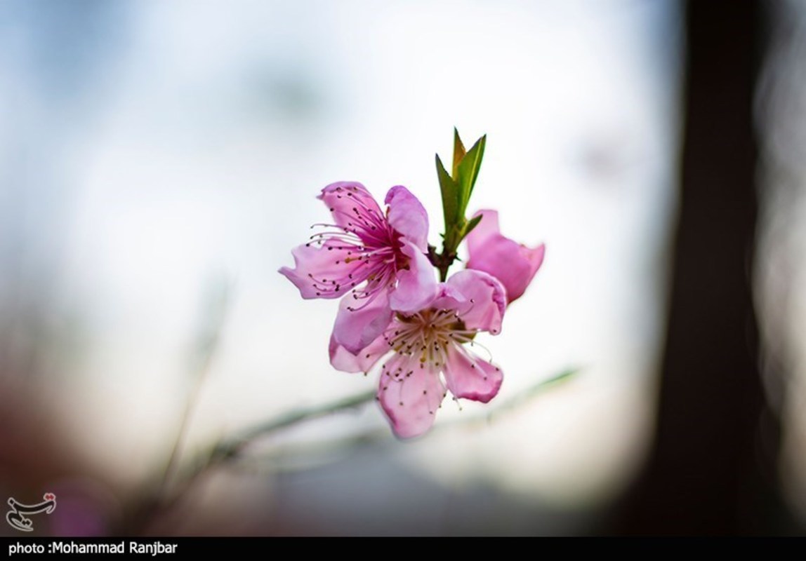 شکوفه های بهاری در گیلان 