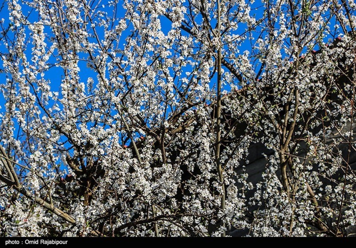 شکوفه های بهاری در گیلان 