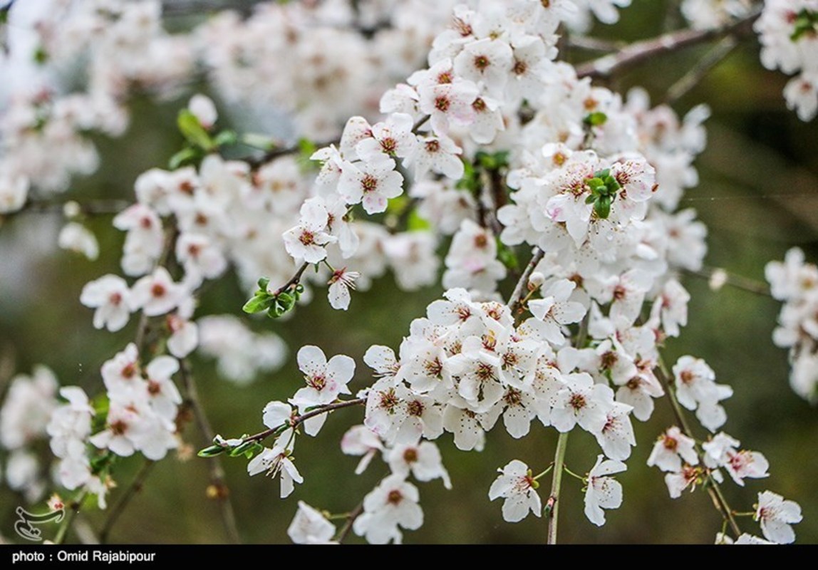 شکوفه های بهاری در گیلان 