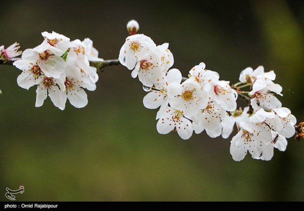 شکوفه های بهاری در گیلان 