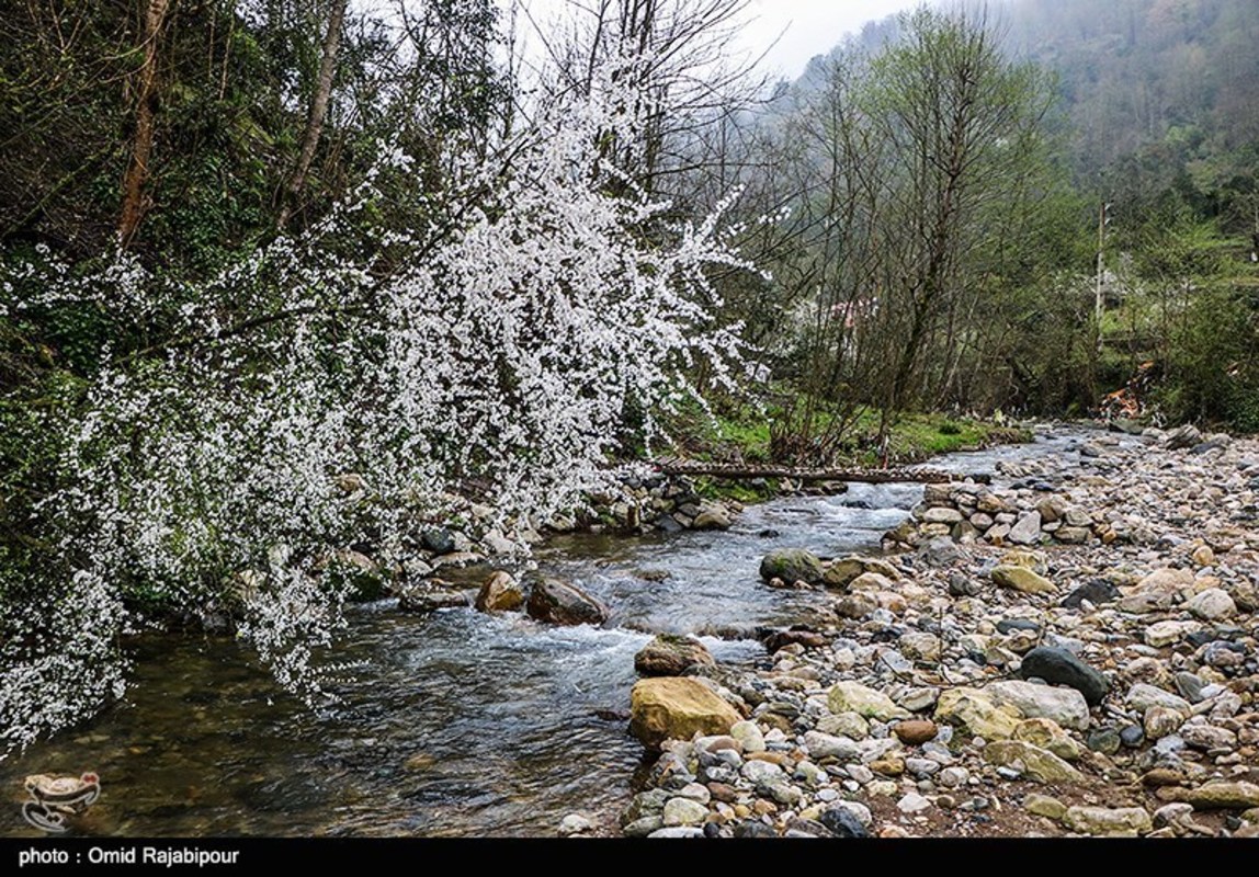 شکوفه های بهاری در گیلان 