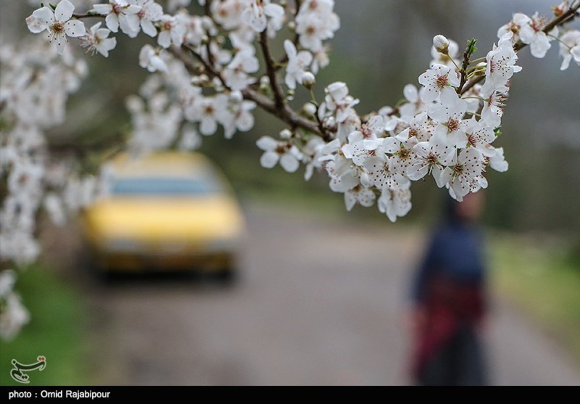 شکوفه های بهاری در گیلان 