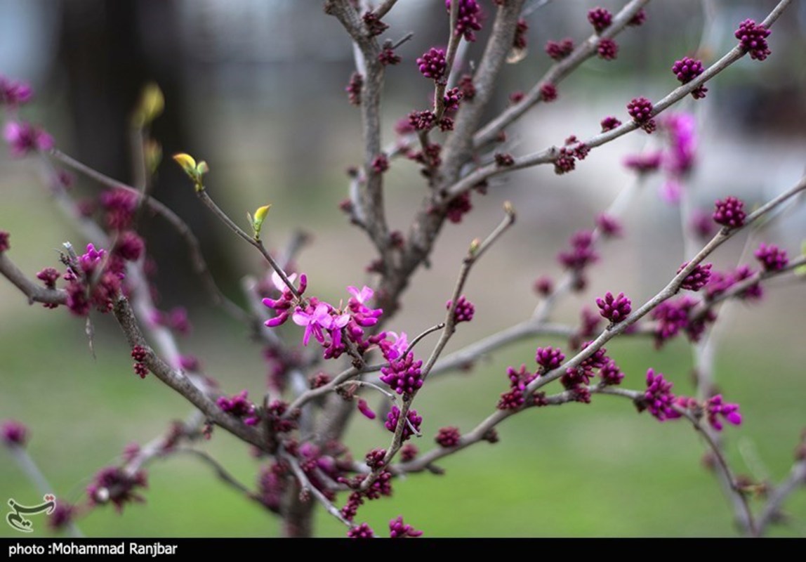 شکوفه های بهاری در گیلان 