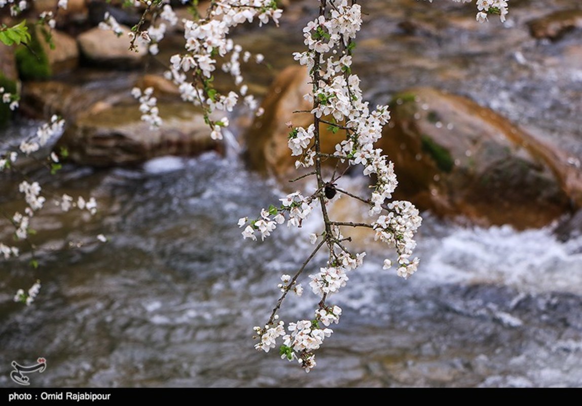 شکوفه های بهاری در گیلان 