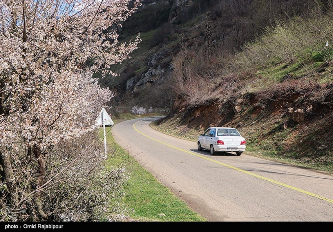 شکوفه های بهاری در گیلان 