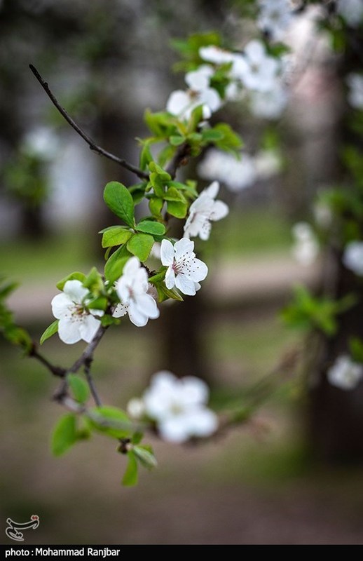 شکوفه های بهاری در گیلان 