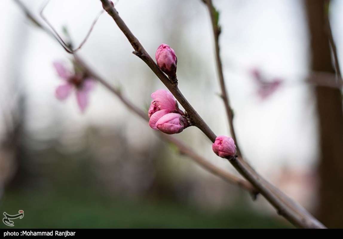 شکوفه های بهاری در گیلان 