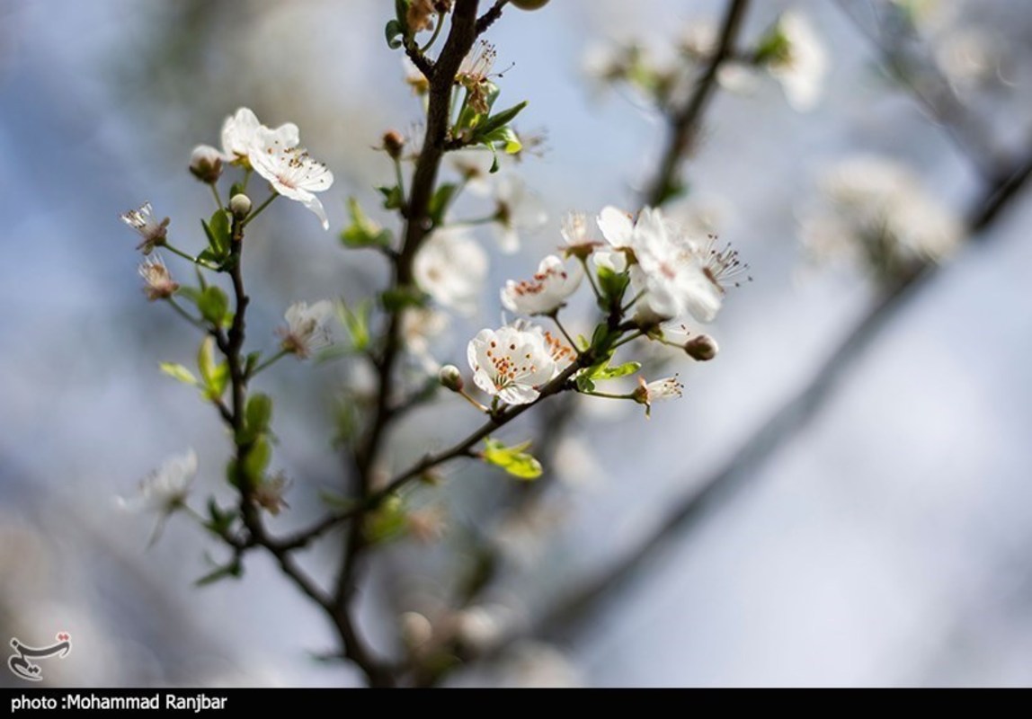 شکوفه های بهاری در گیلان 