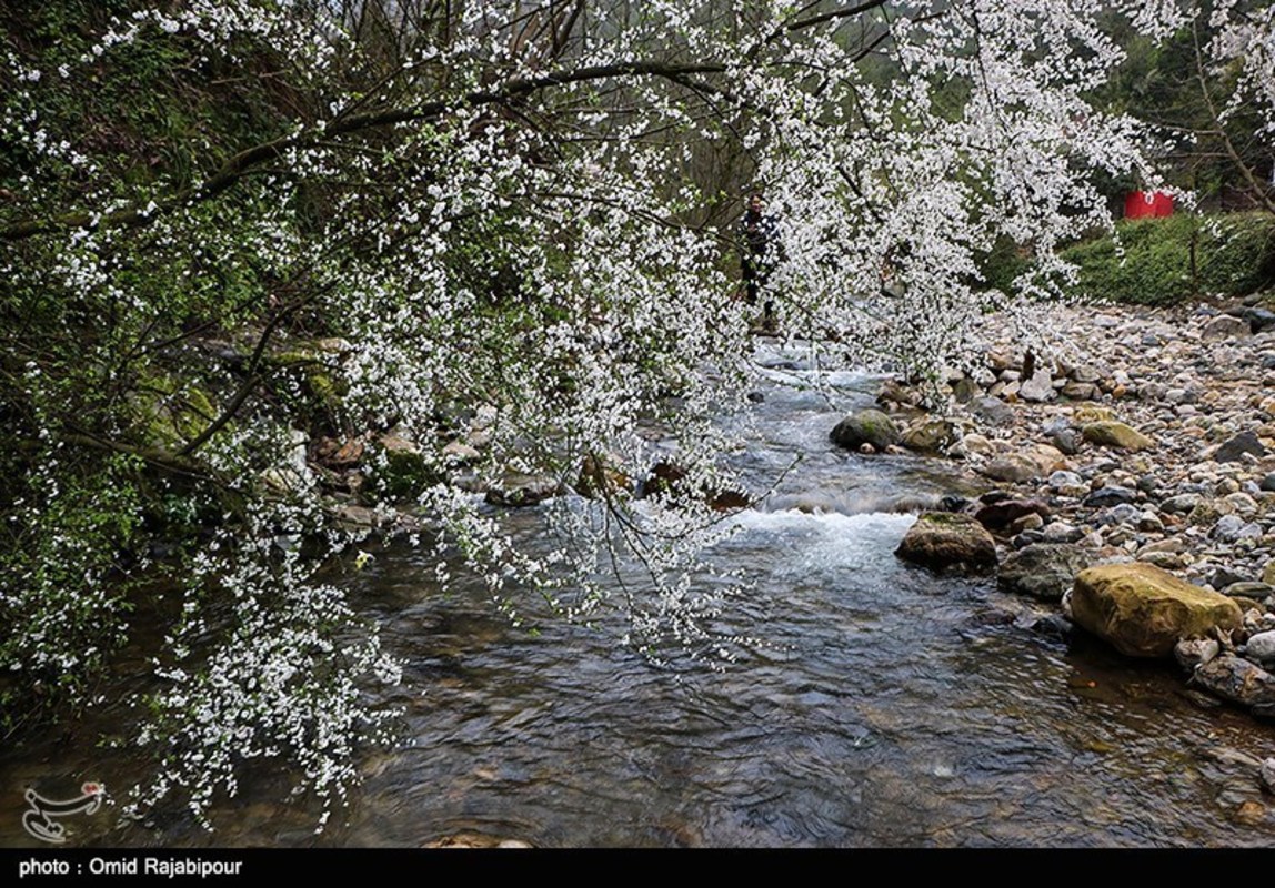 شکوفه های بهاری در گیلان 