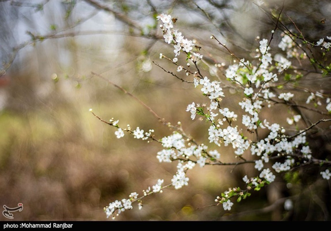 شکوفه های بهاری در گیلان 