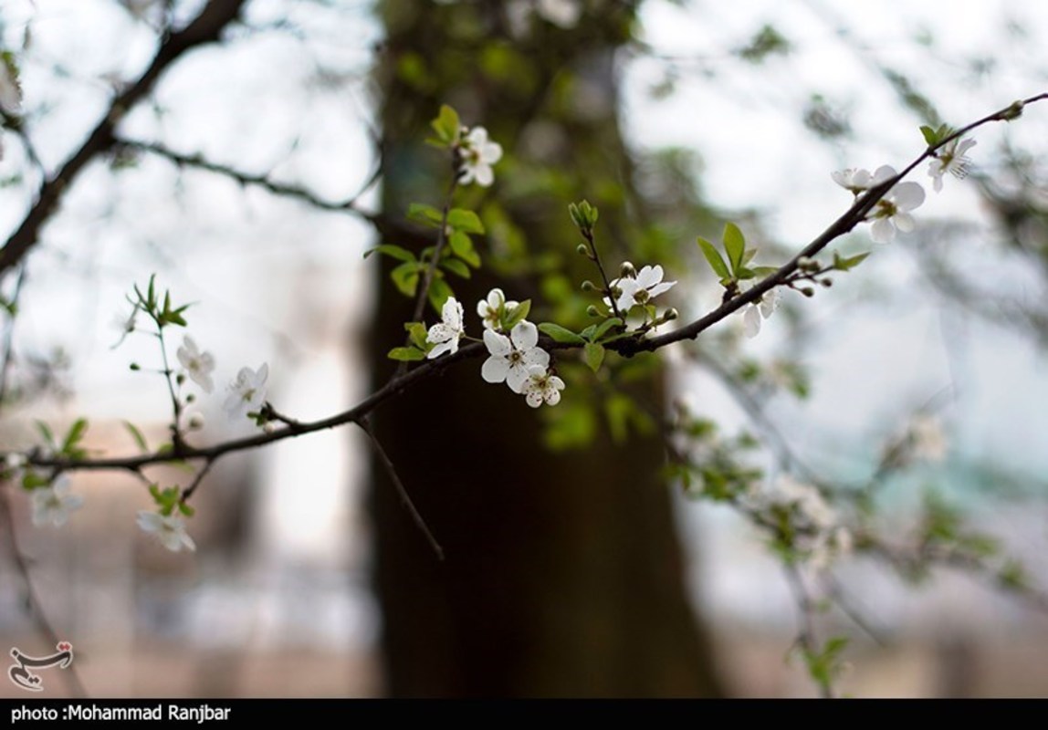 شکوفه های بهاری در گیلان 