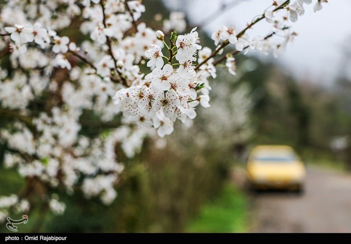 شکوفه های بهاری در گیلان 