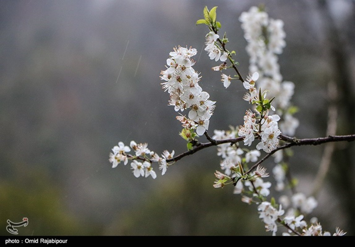 شکوفه های بهاری در گیلان 