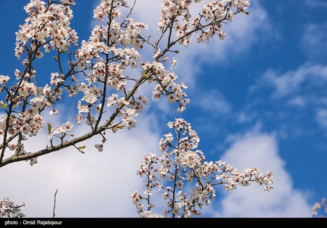 شکوفه های بهاری در گیلان 