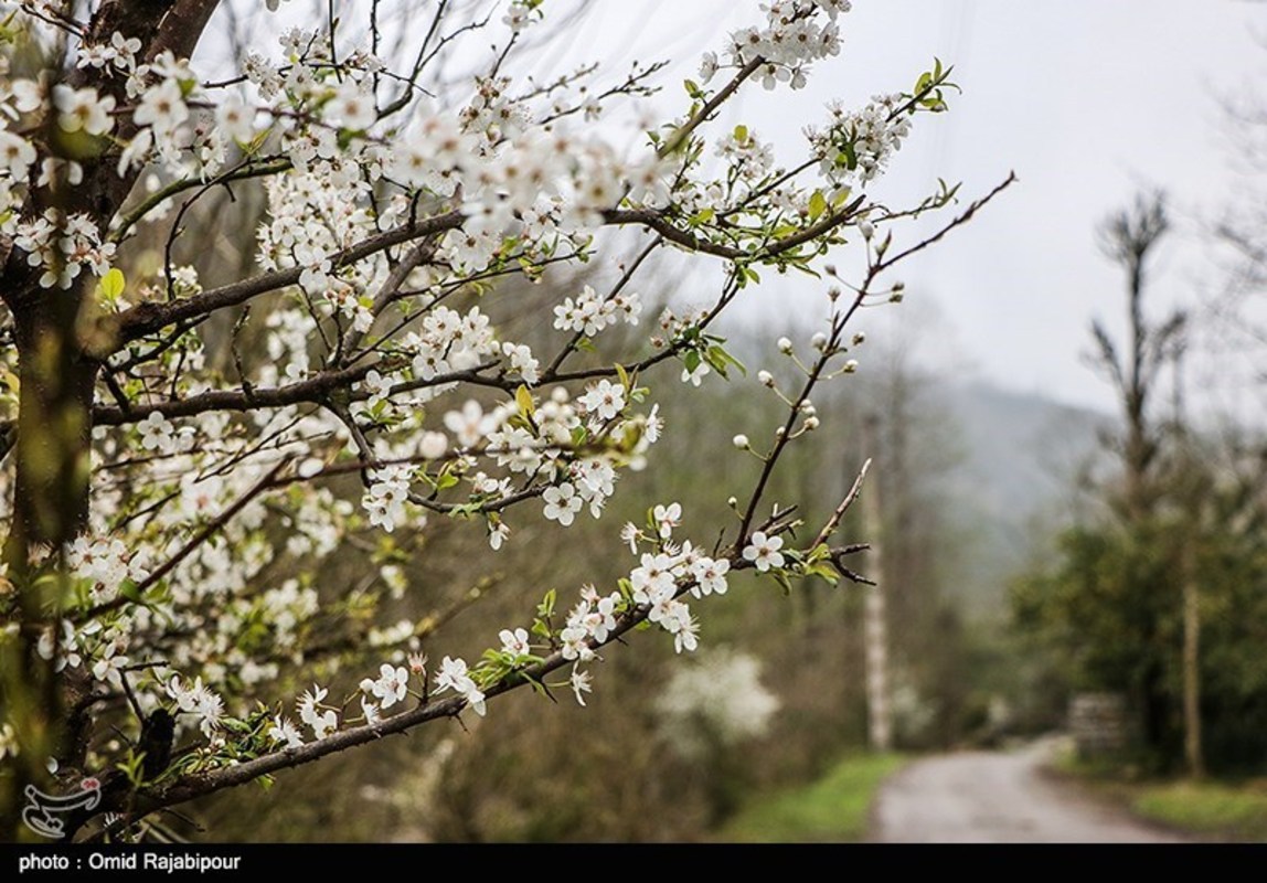 شکوفه های بهاری در گیلان 