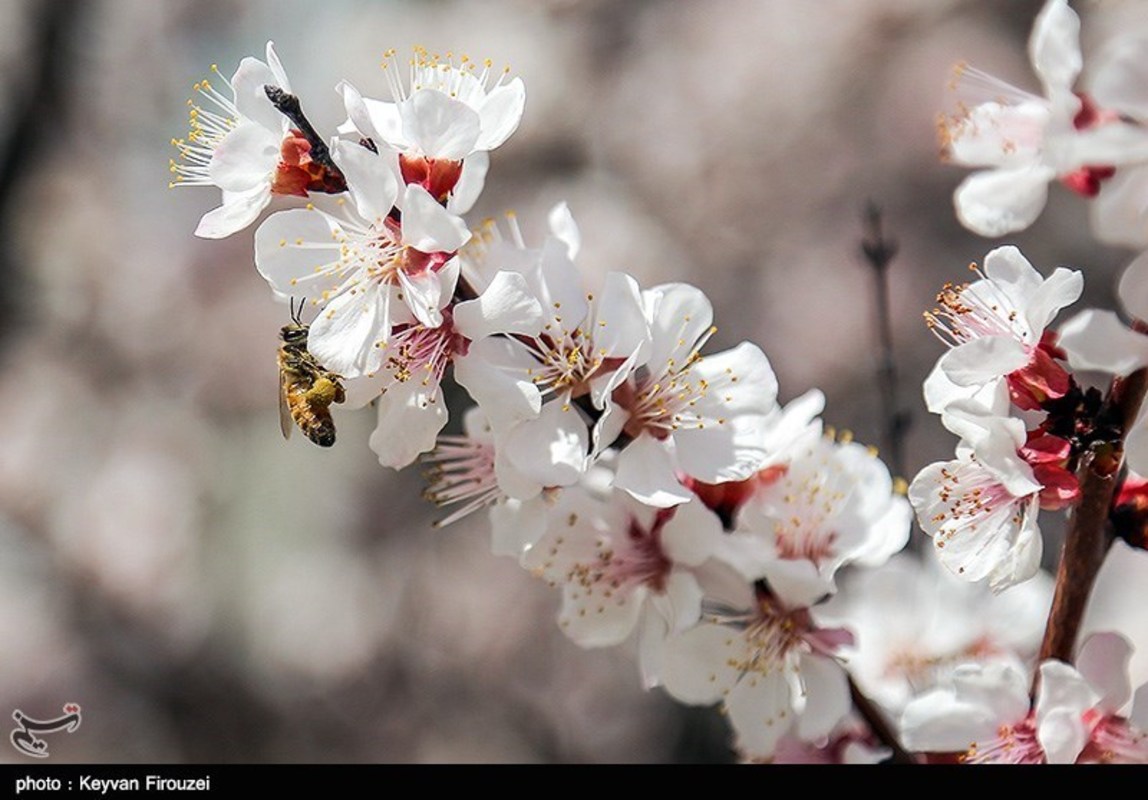 صدای پای بهار