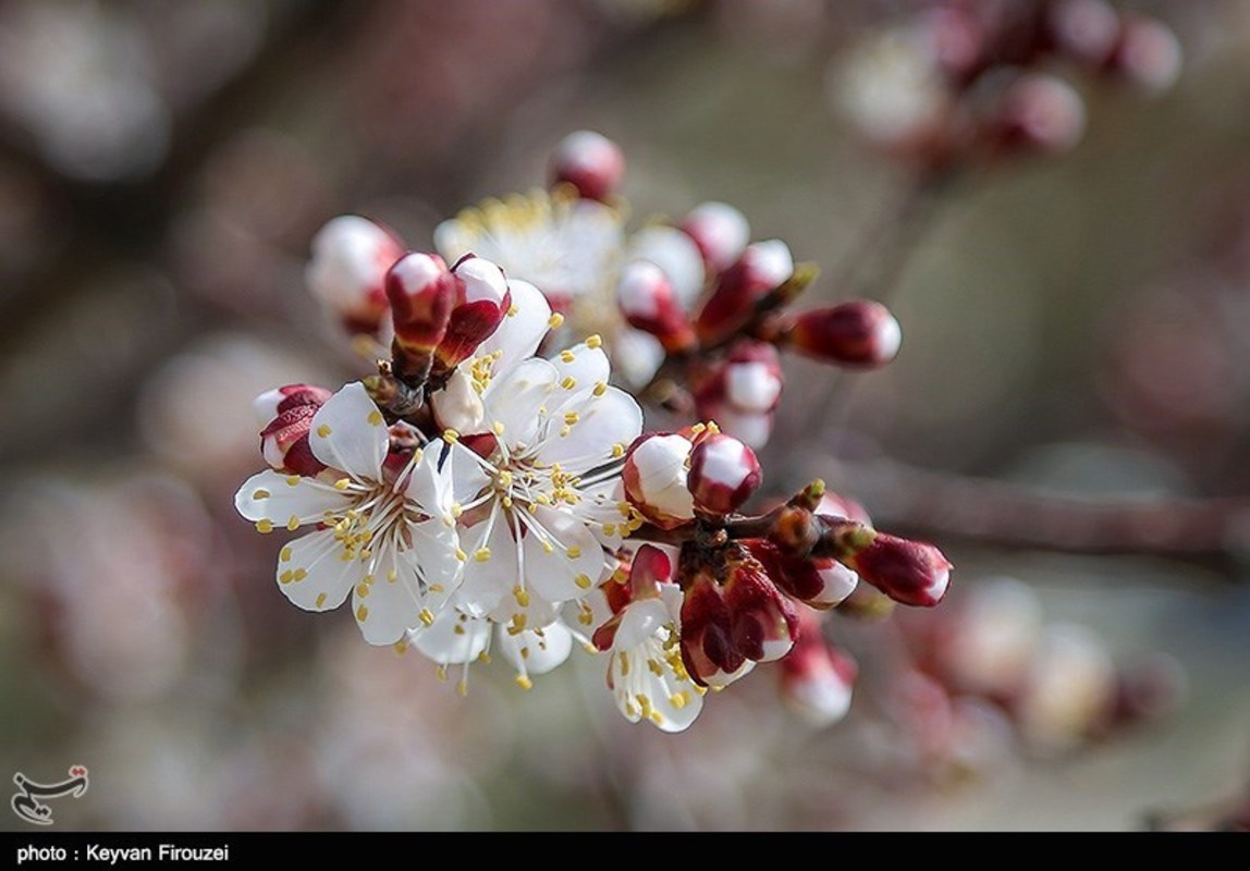 صدای پای بهار