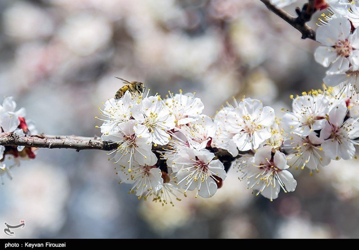 صدای پای بهار