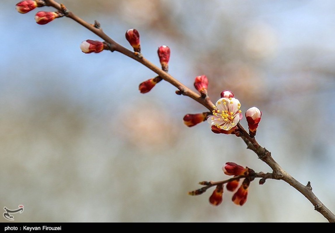 صدای پای بهار