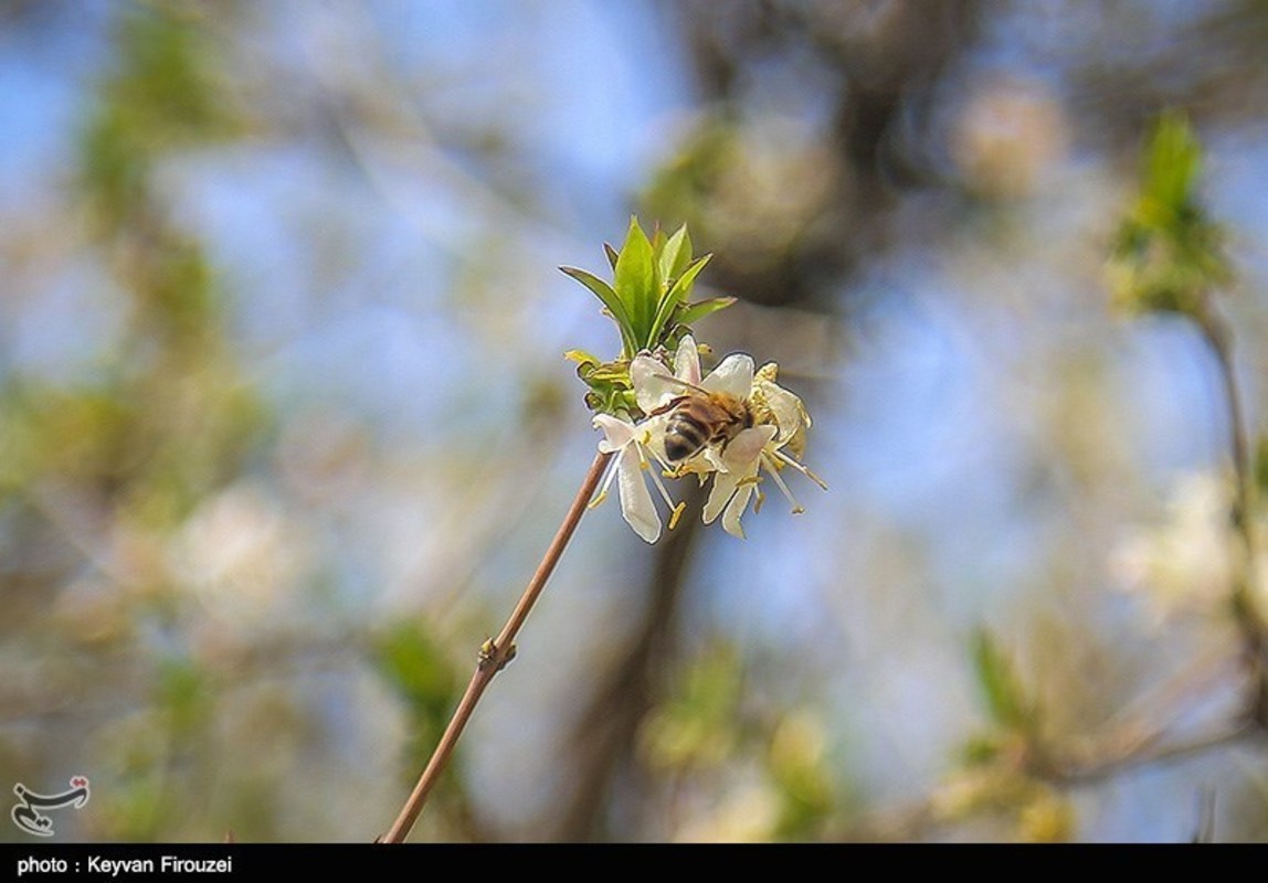 صدای پای بهار