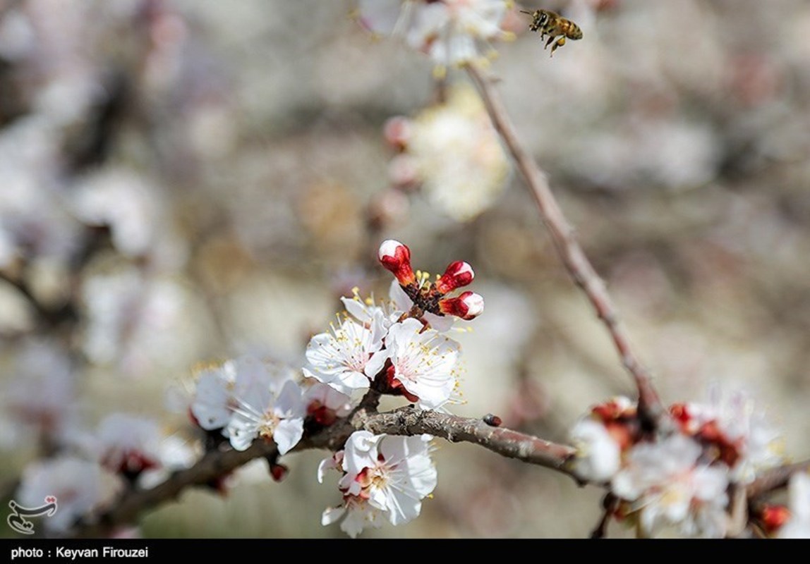 صدای پای بهار