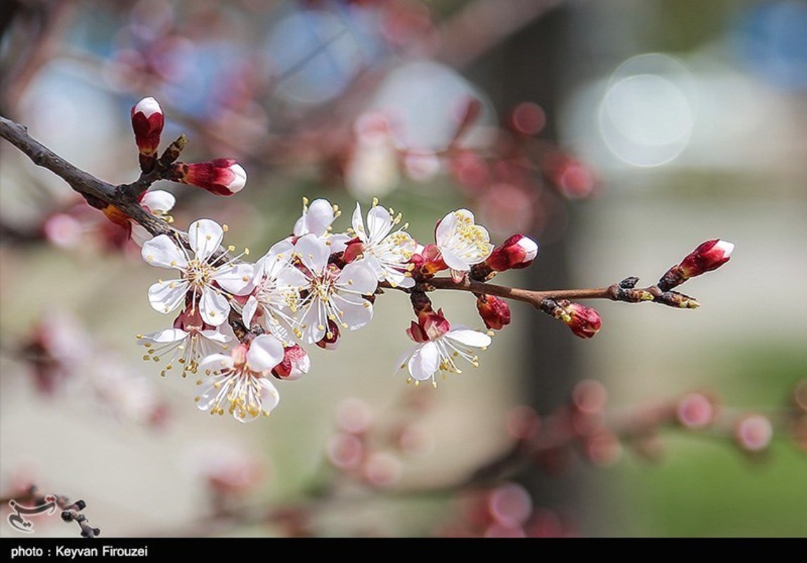 صدای پای بهار