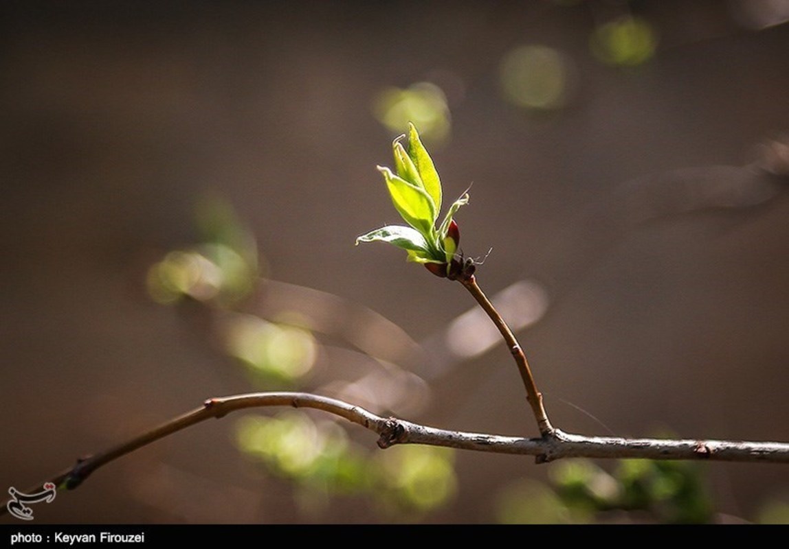 صدای پای بهار