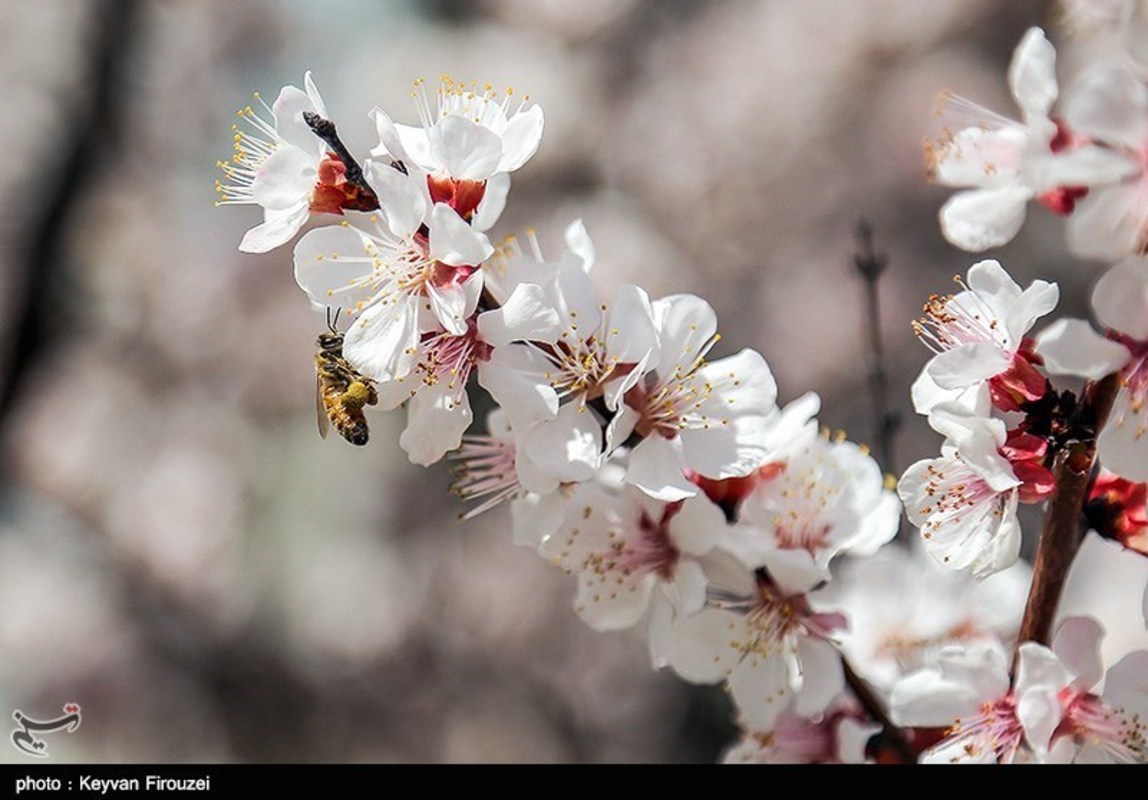 صدای پای بهار