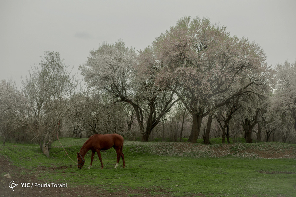 طبیعت بهاری قزوین