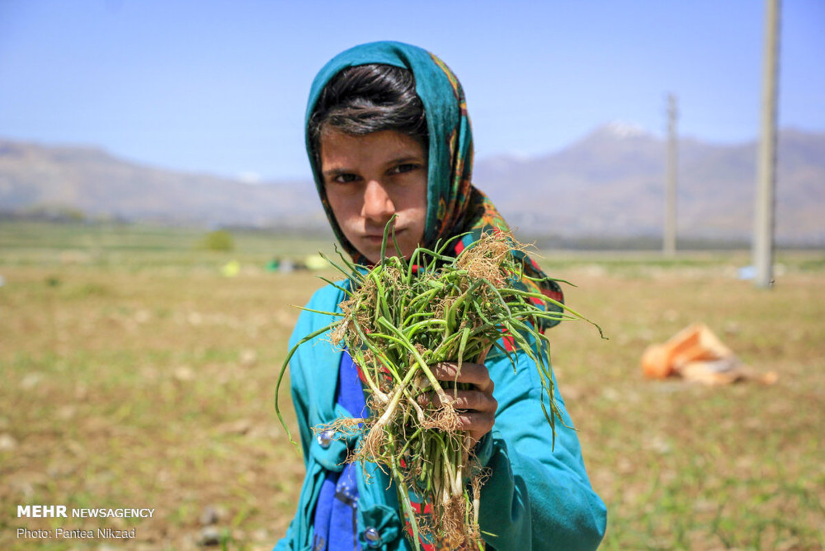 کشت بهاره پیاز